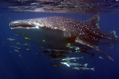 -WhaleShark lr.jpg